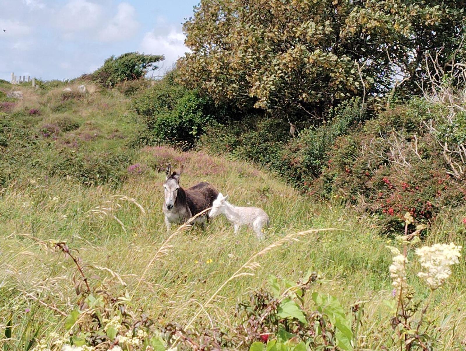 Ballyconneely House 골웨이 외부 사진